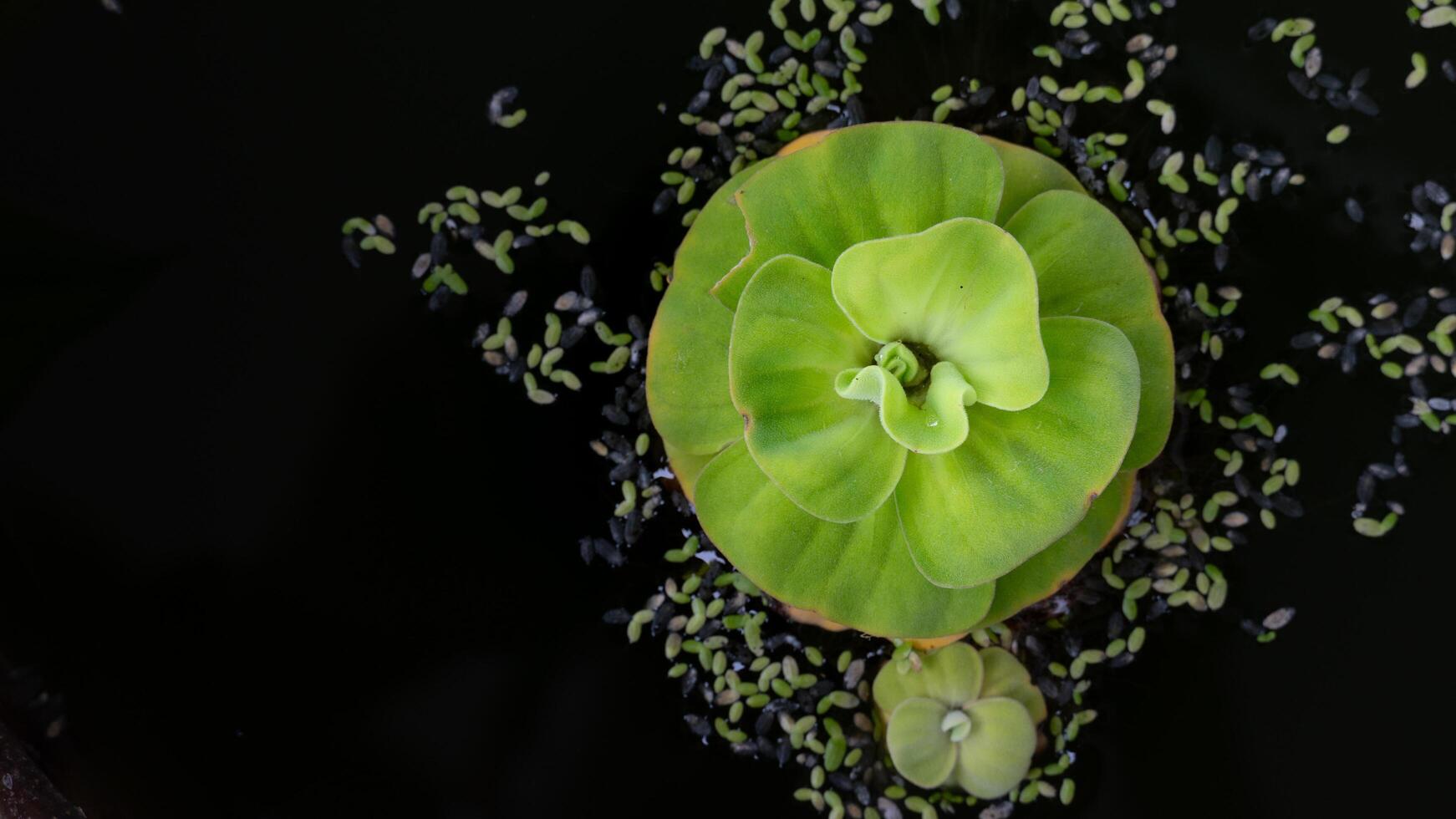 Single of water lettuce aquatic plant floating on dark water. Plant has layer round leaves and is surrounded by small scattered plant fragments. photo