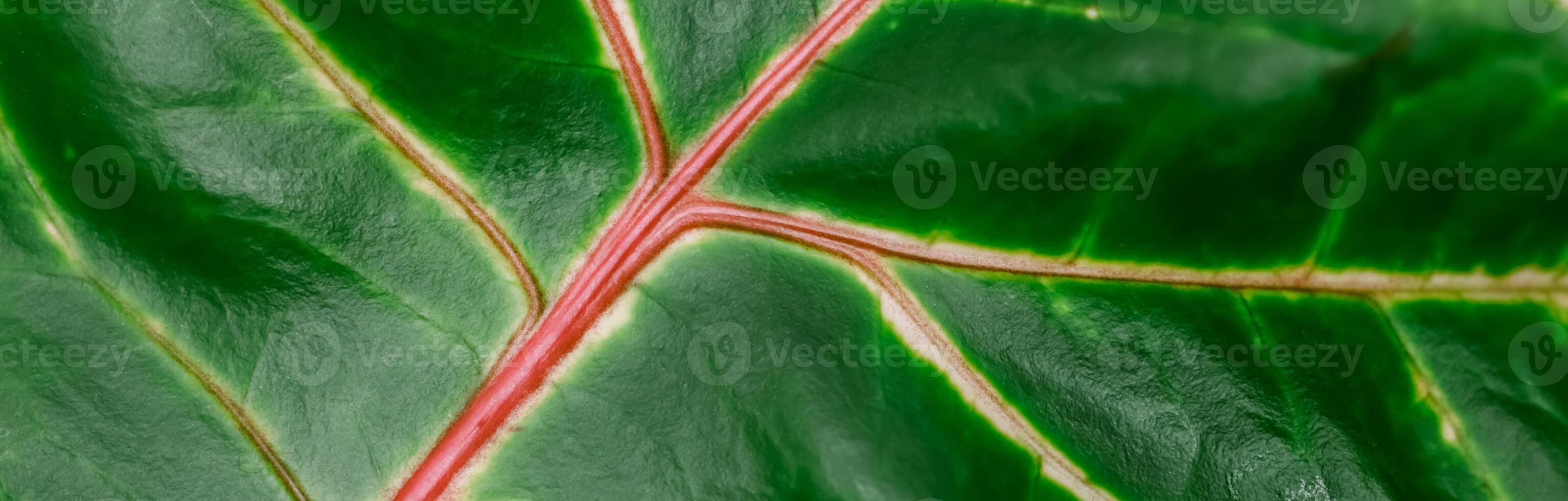 Abstract green background. Macro Croton plant leaf. Natural background for brand design photo