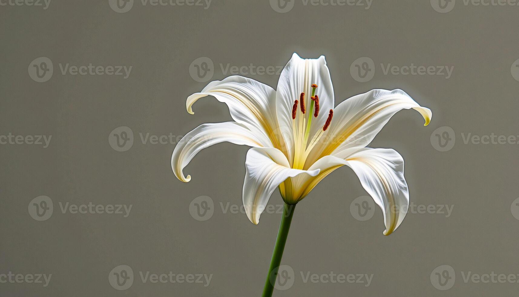 Graceful stem of lily in a minimalist style, with pure white and soft gold palette, flowing lines photo
