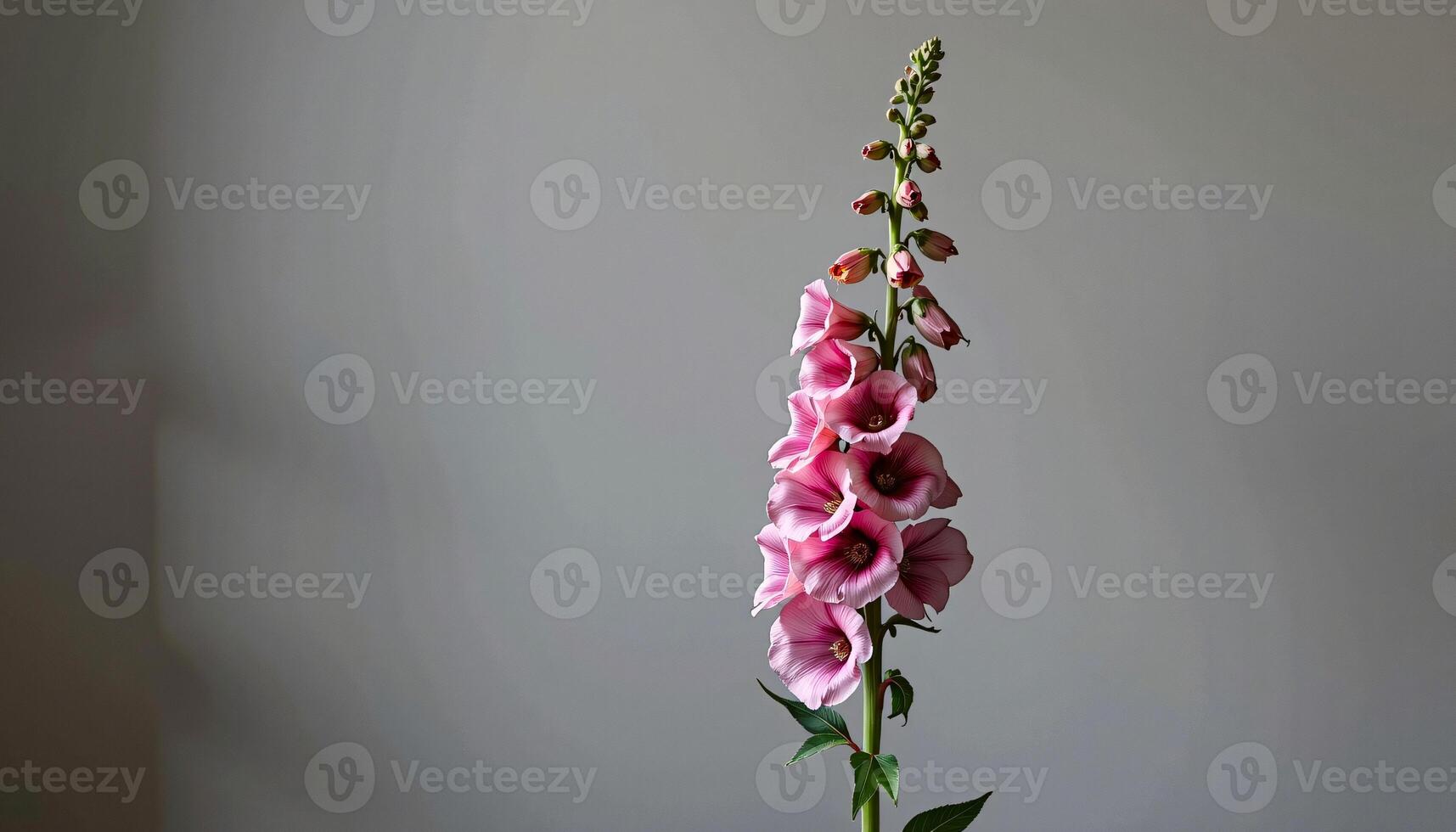 Graceful stem of foxglove in a minimalist style, with dusty pink and cool gray palette photo
