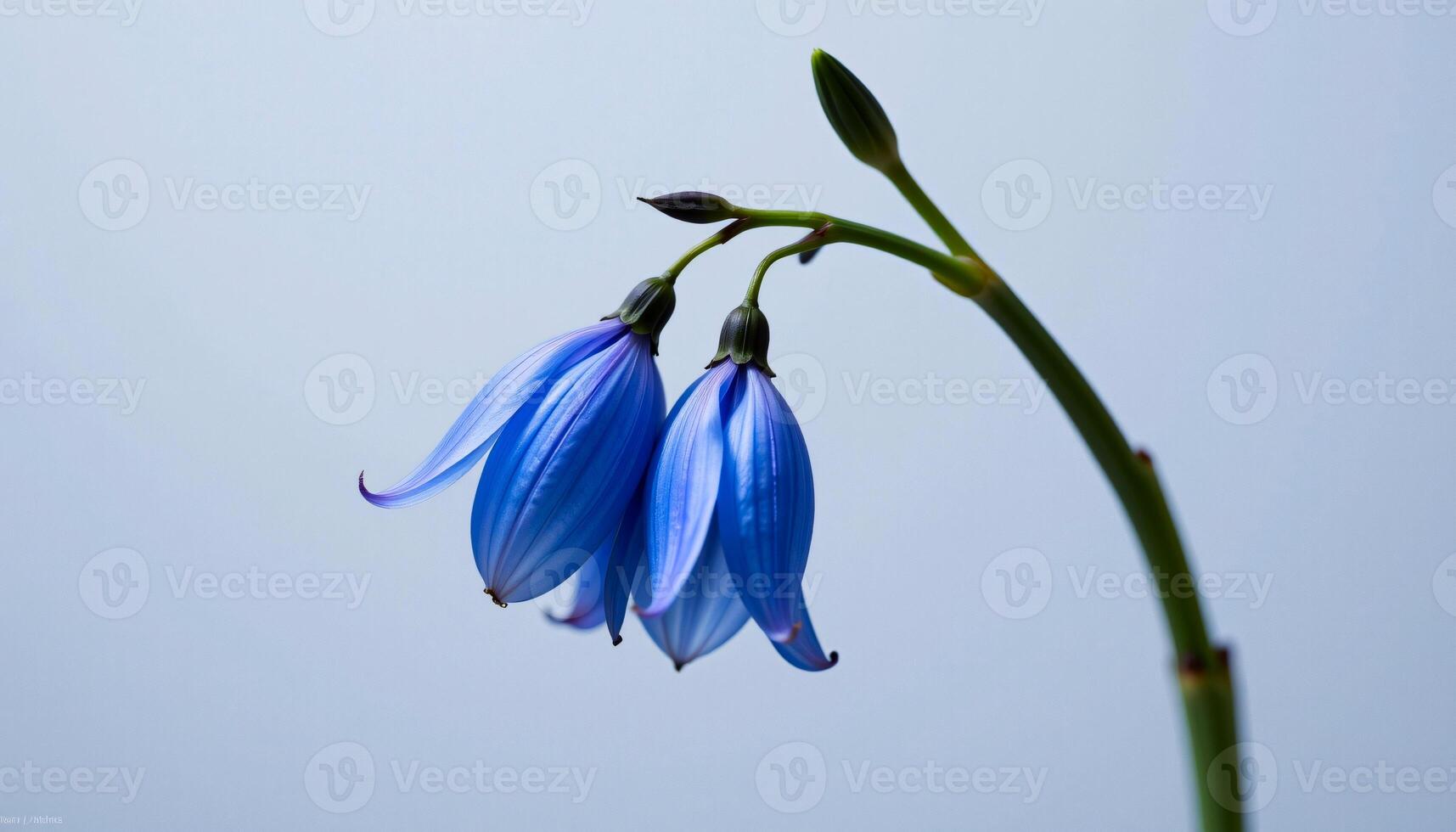 Graceful stem of bluebell in a minimalist style, with periwinkle blue and soft ivory palette photo