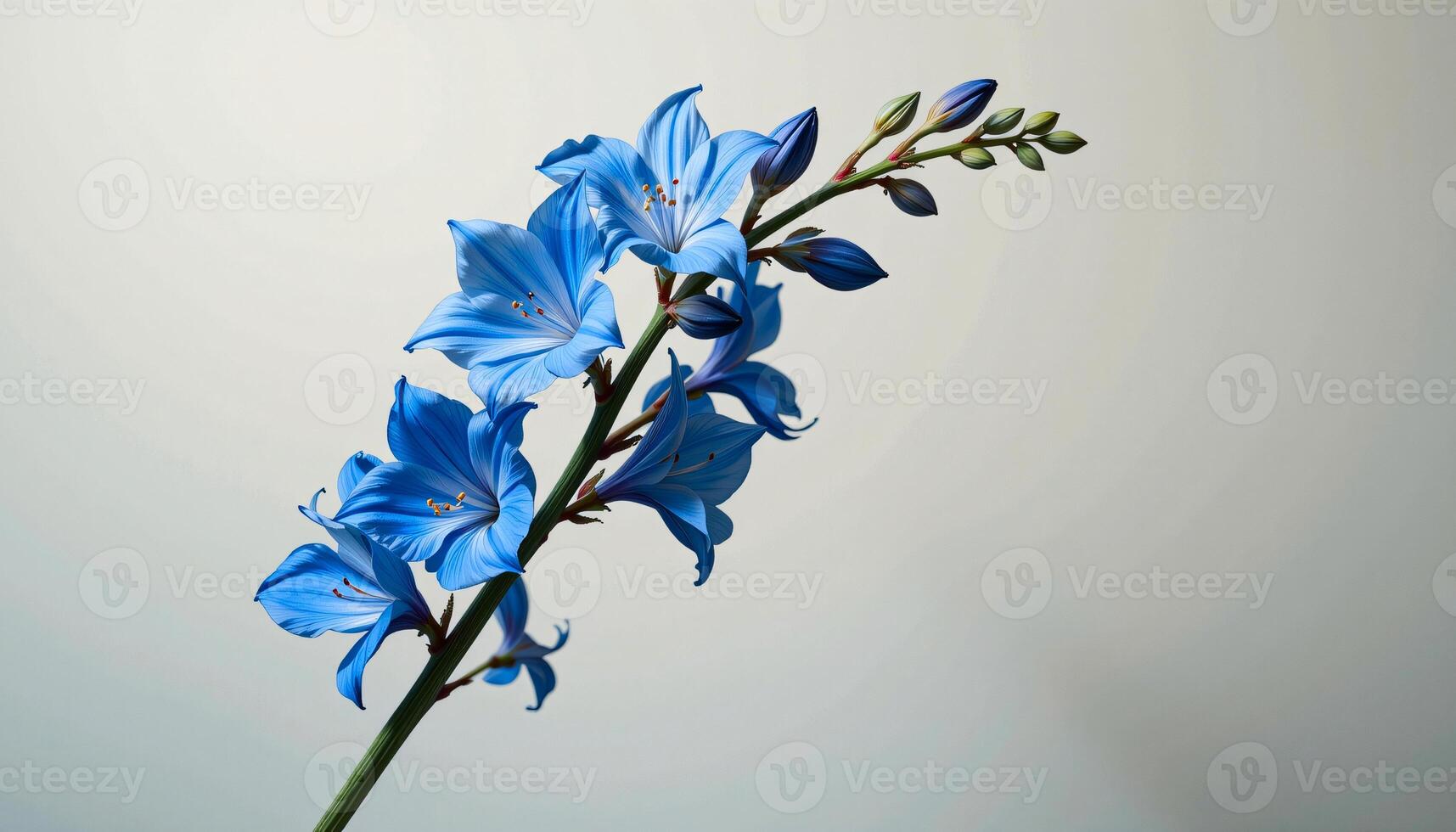 Graceful stem of delphinium in a minimalist style, with sky blue and gentle cream palette photo