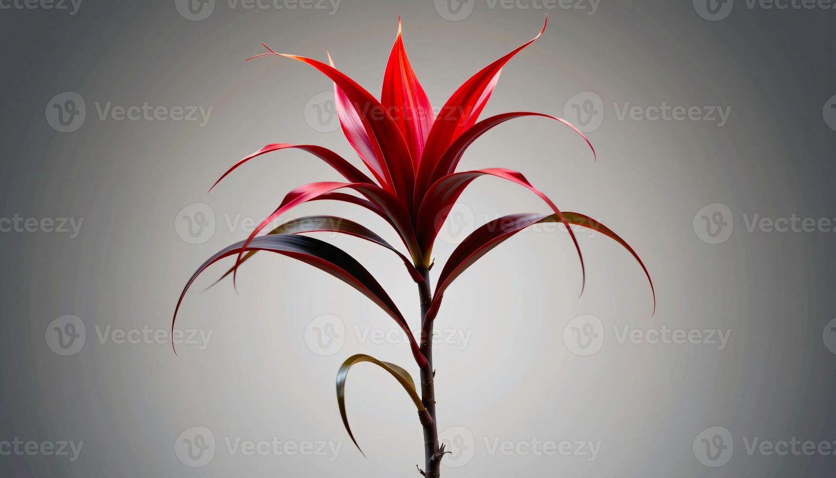 graceful stem of bromeliad in a minimalist style, with crimson and smoke blue palette photo