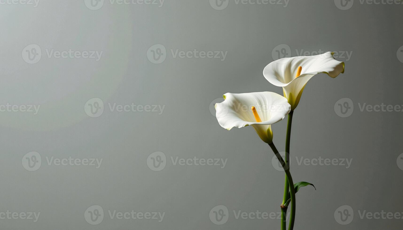 graceful stem of calla lily in a minimalist style, with snow white and sage palette, flowing lines photo