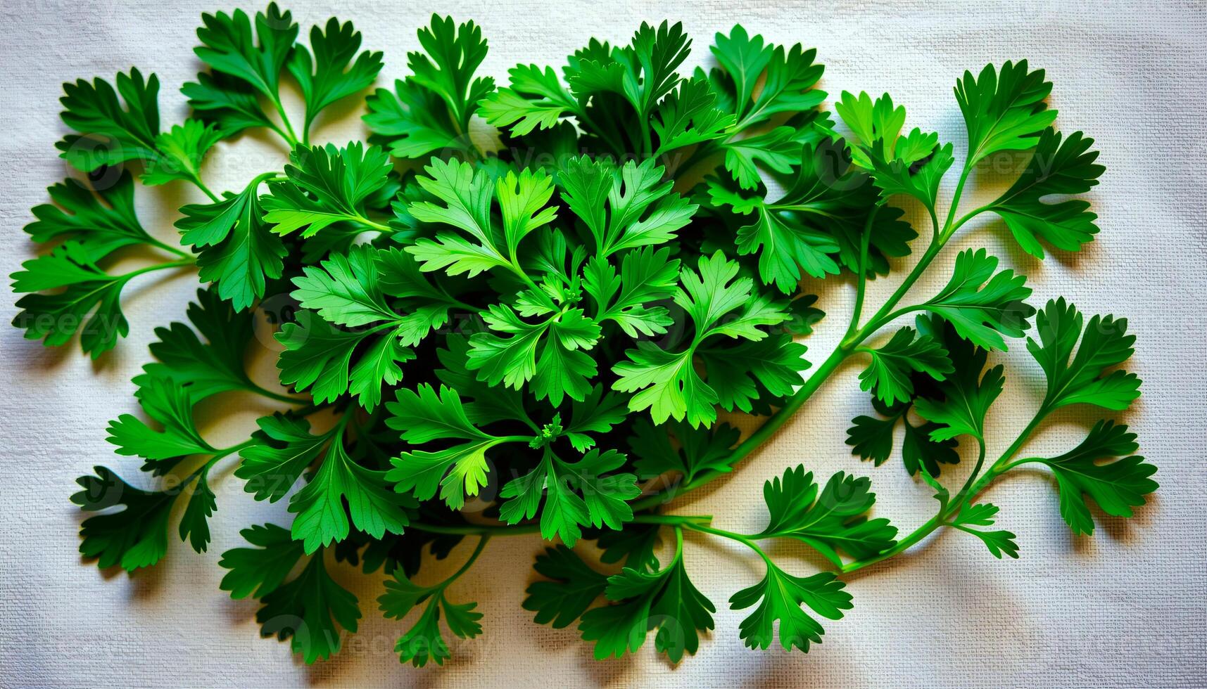 Bold flat lay of parsley on a canvas cloth texture, with leafy green tones photo