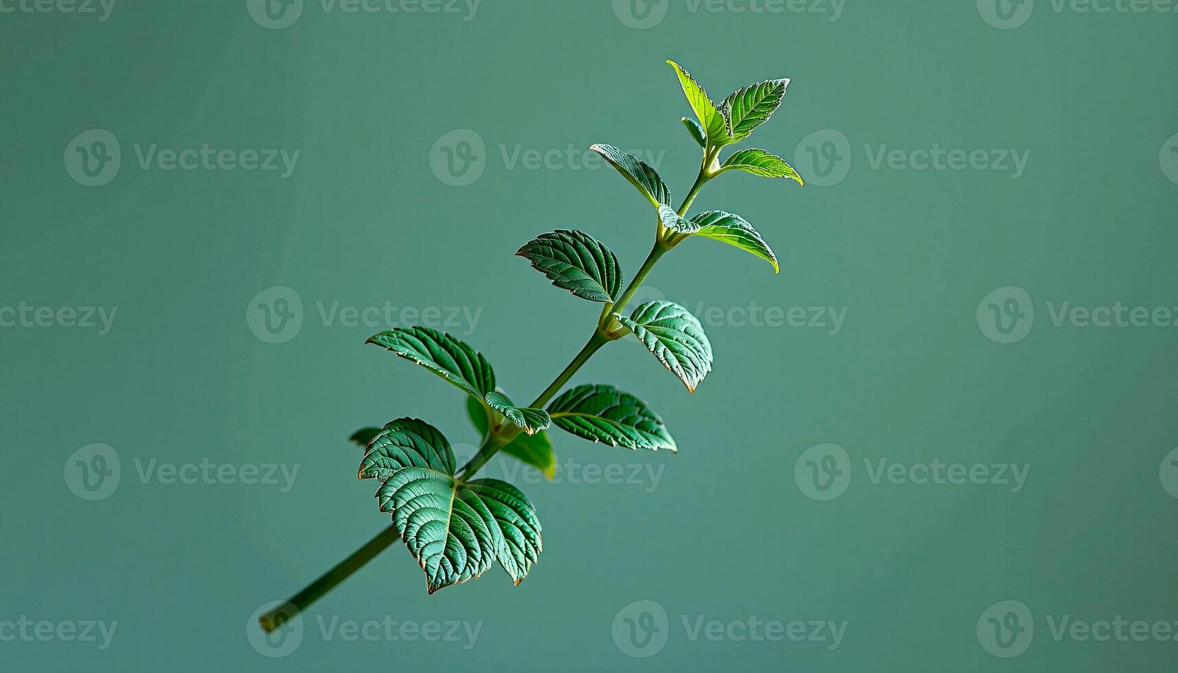 Graceful stem of mint in a minimalist style, with mint green and soft aqua palette, flowing lines photo