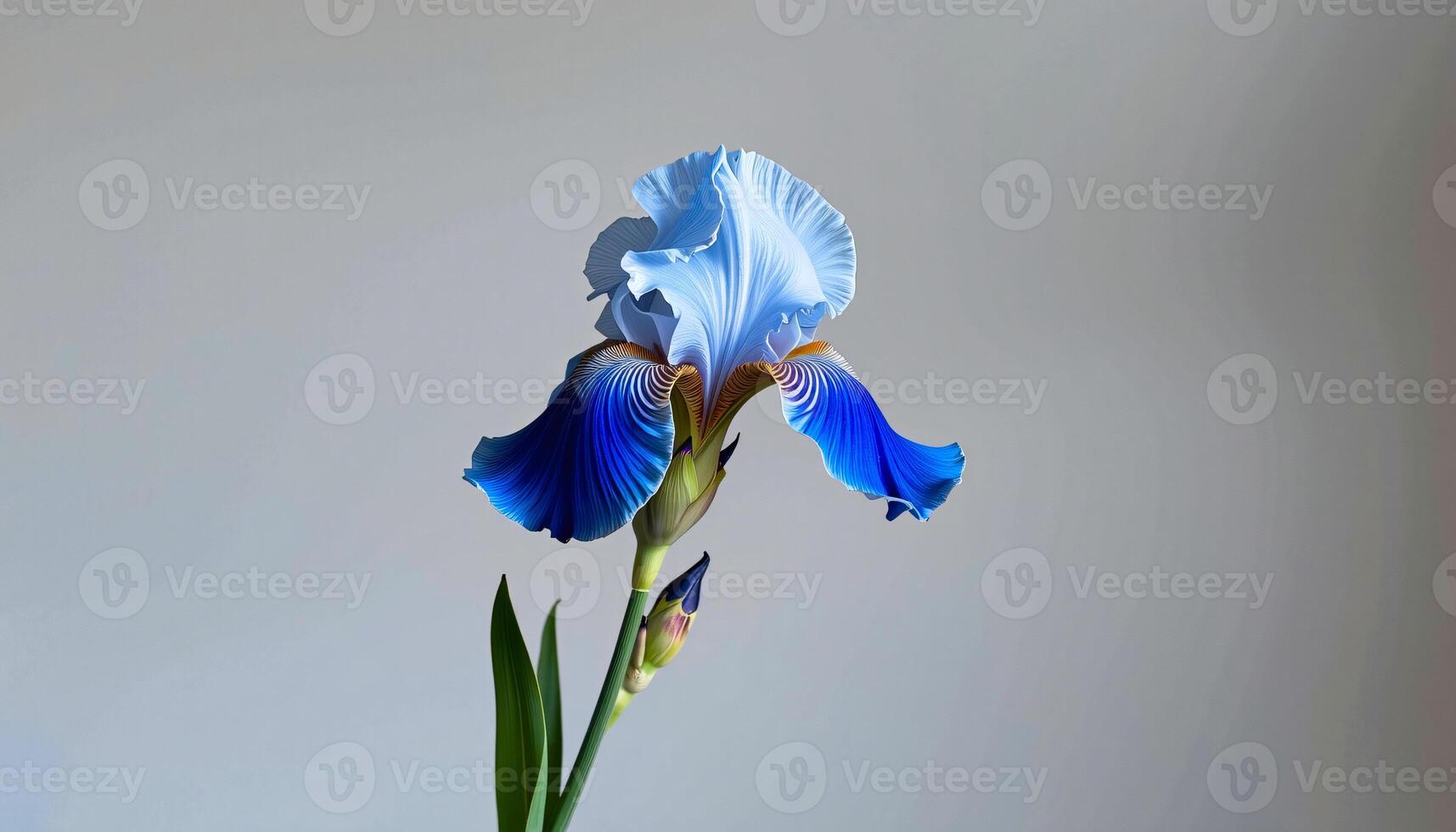 Graceful stem of bearded iris in a minimalist style, with indigo and pale blue palette photo