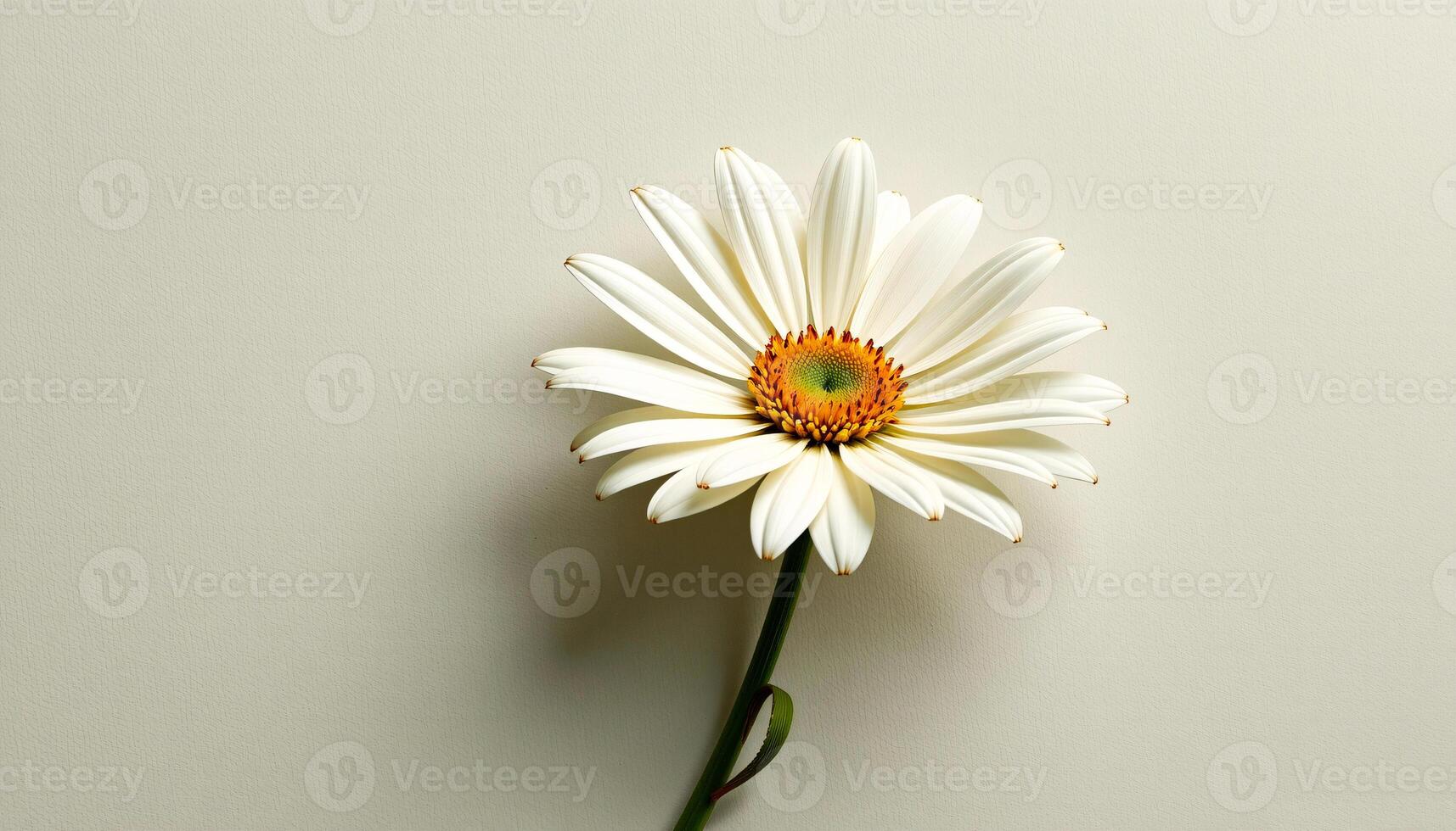 Graceful stem of daisy in a minimalist style, with white and olive green palette, flowing lines photo