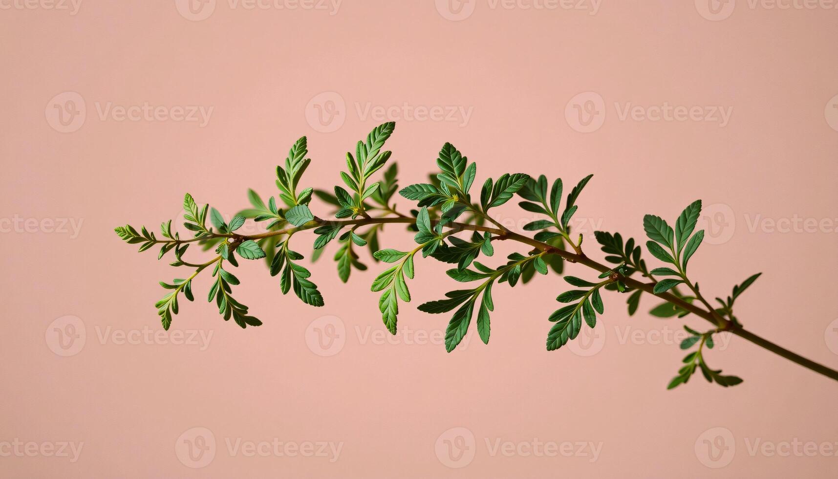 Graceful stem of oregano in a minimalist style, with moss green and blush palette, flowing lines photo