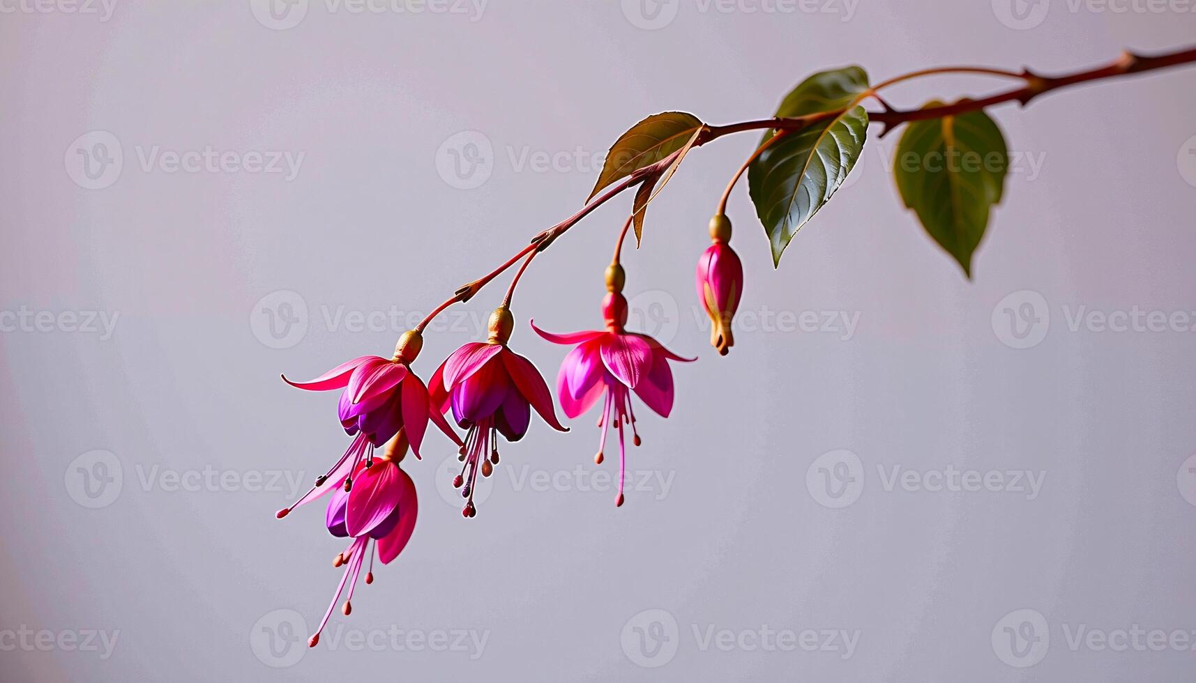 Graceful stem of fuchsia in a minimalist style, with magenta and pale lilac palette, flowing lines photo