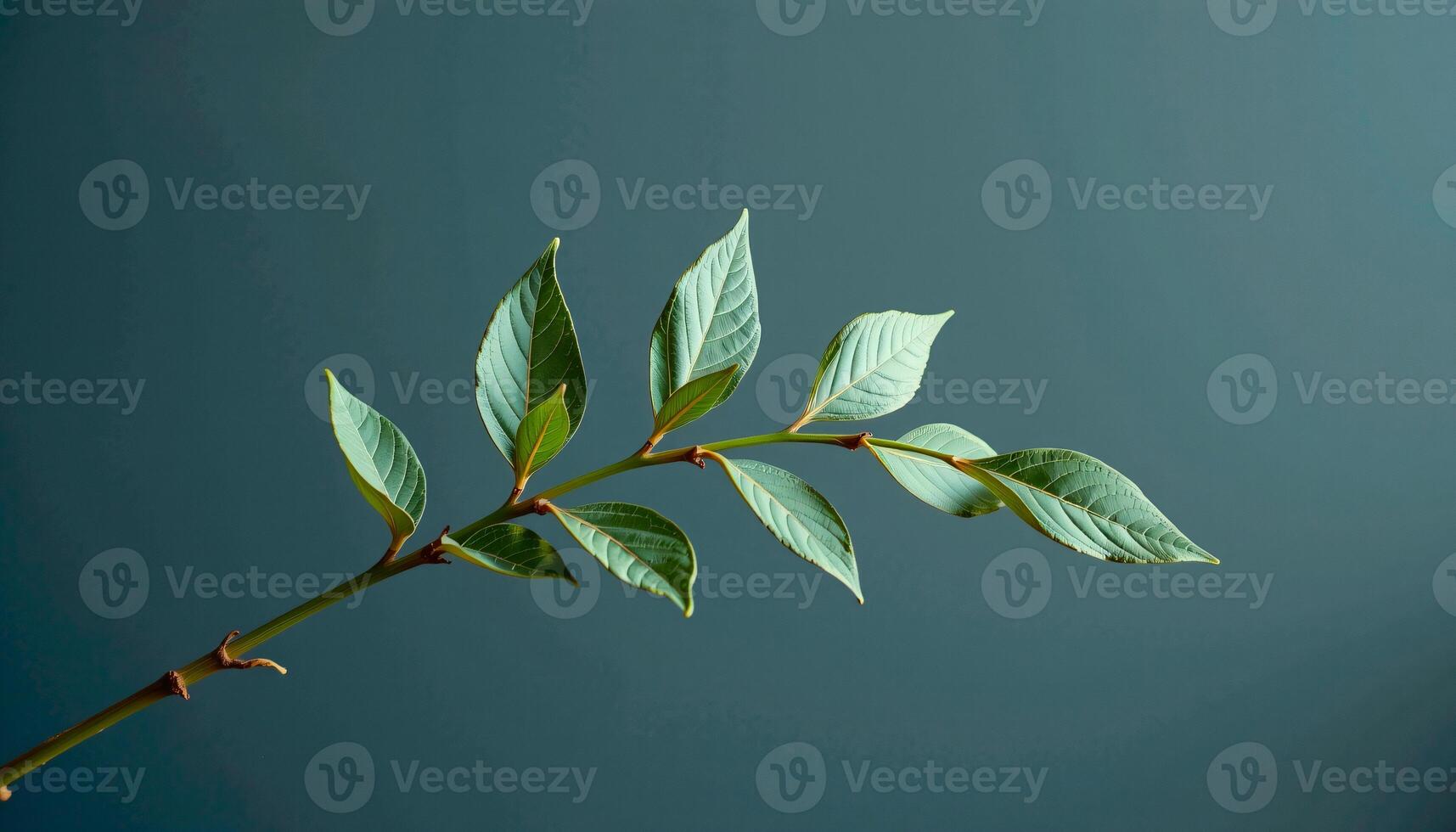 Graceful stem of sage in a minimalist style, with silvery green and pale slate palette photo