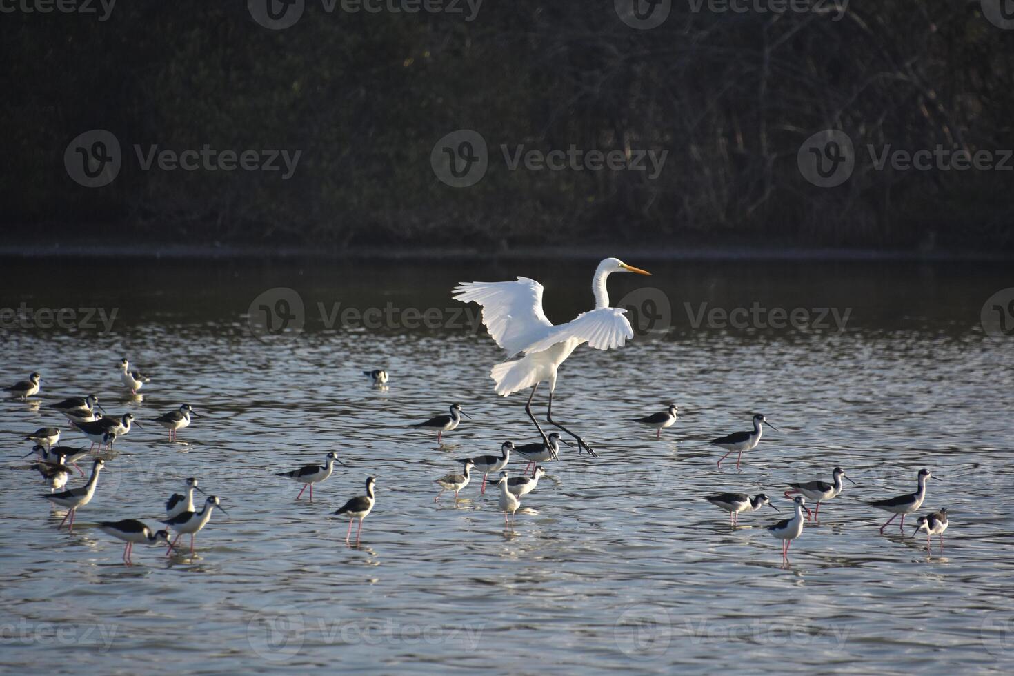 Stunning White Egret Coming in for a Landing photo