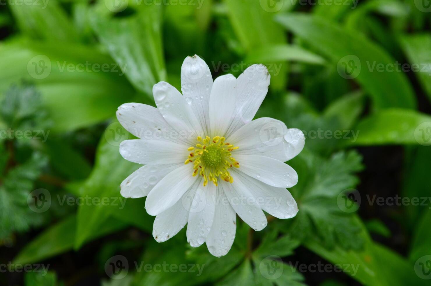 Pretty White Flower Blooming in a Garden in the Spring photo
