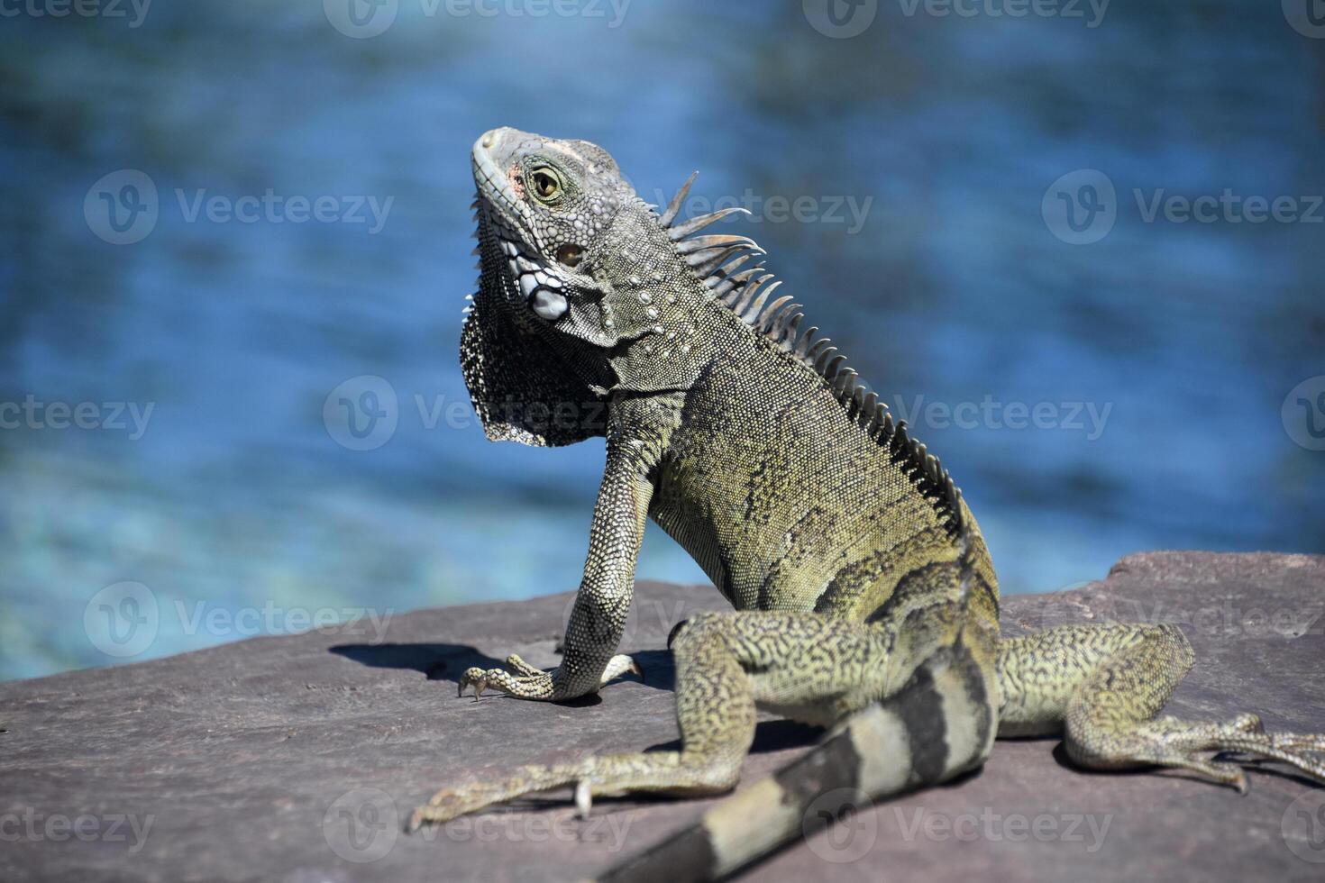 Iguana with Spikes Down his Back Beside Water photo