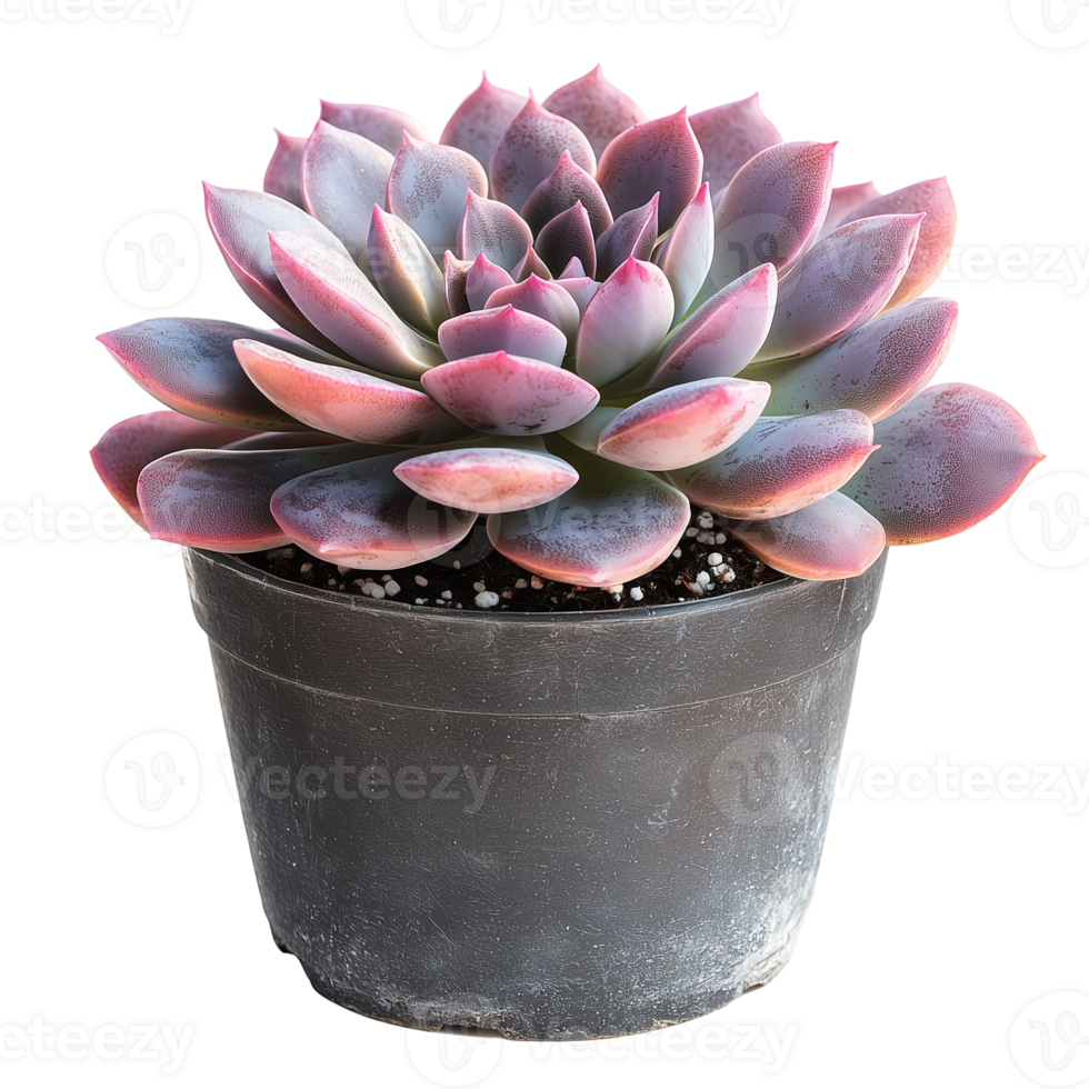 Beautiful echeveria succulent plant in a pot indoors isolated on transparent background png