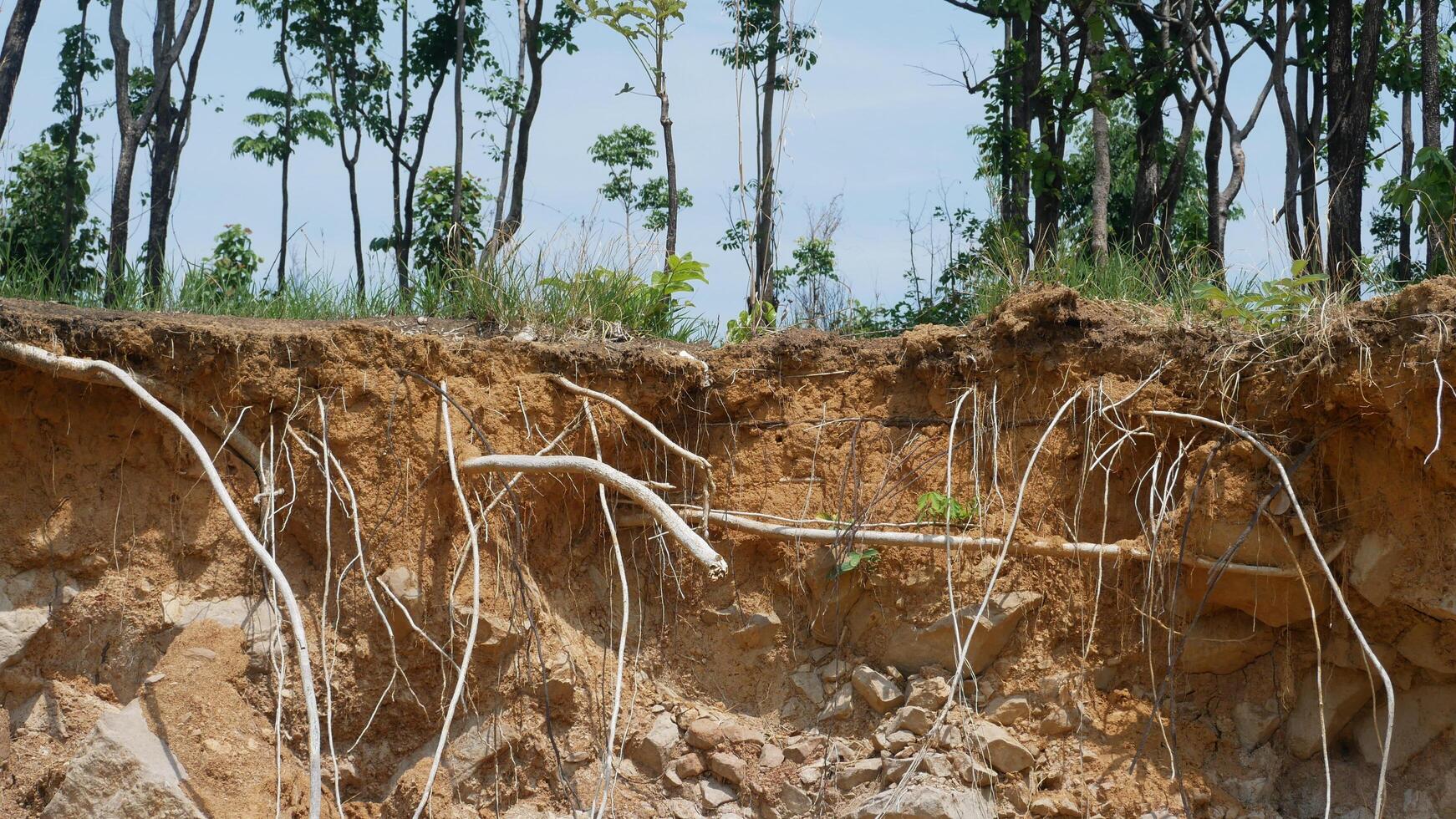 An image showcases cross section of soil with exposed roots, highlighting interaction between vegetation and earth. scene evokes sense of nature resilience and complexity of ecosystems photo