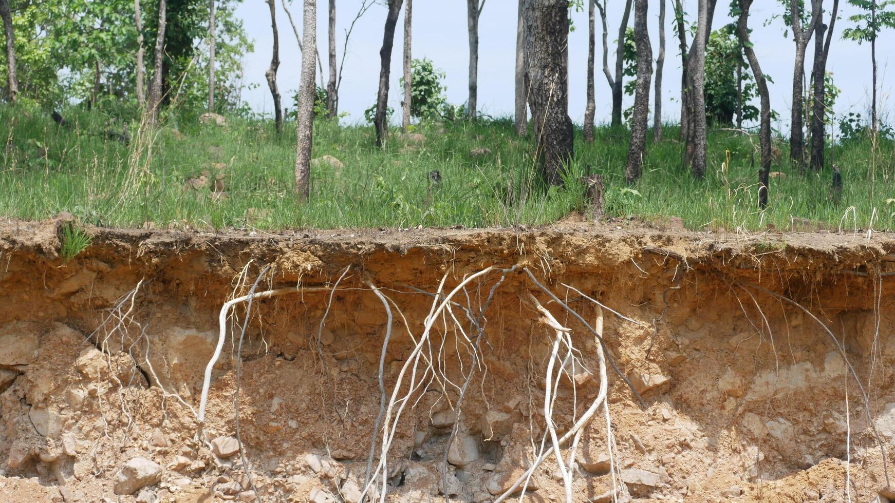 A soil layers reveal roots and vegetation in natural landscape, showcasing connection between trees and earth. this captures intricate relationship between soil, roots, and greenery photo
