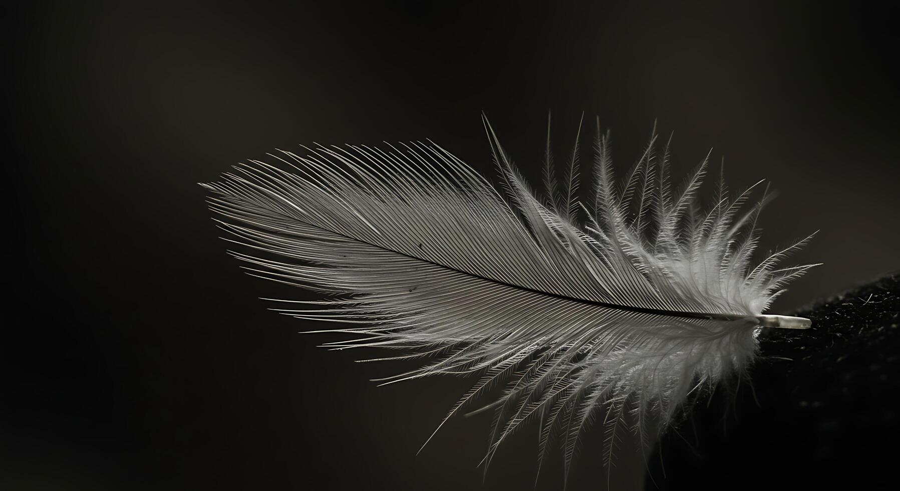 White Feather Close Up on Dark Background Gentle and Delicate photo