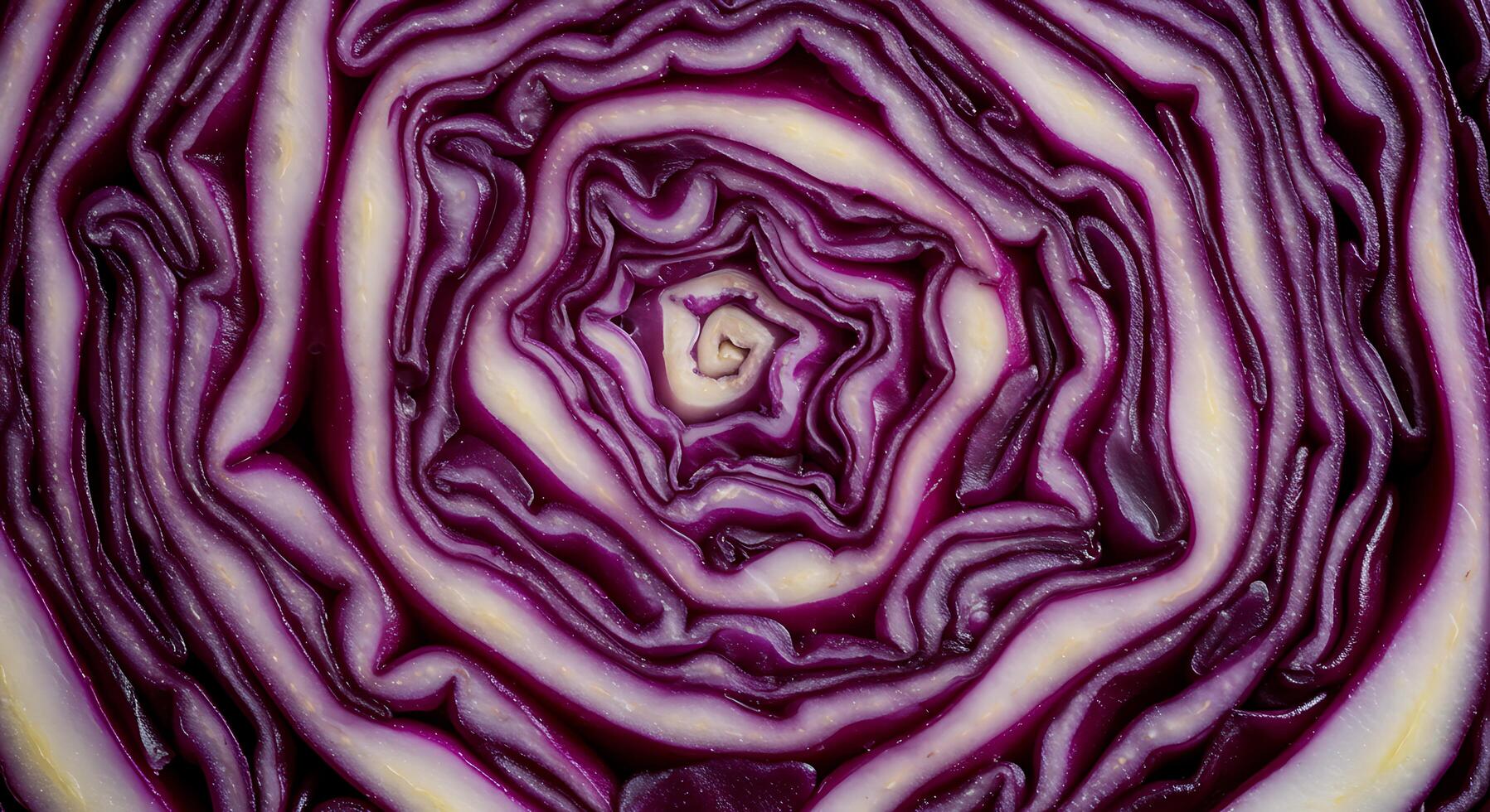 Inside a Red Cabbage Detailed Cross Section Showing Pattern and Texture photo