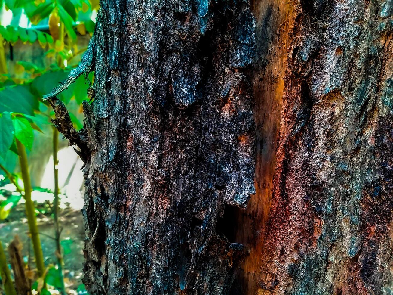 Textured Bark of an Old Tree photo