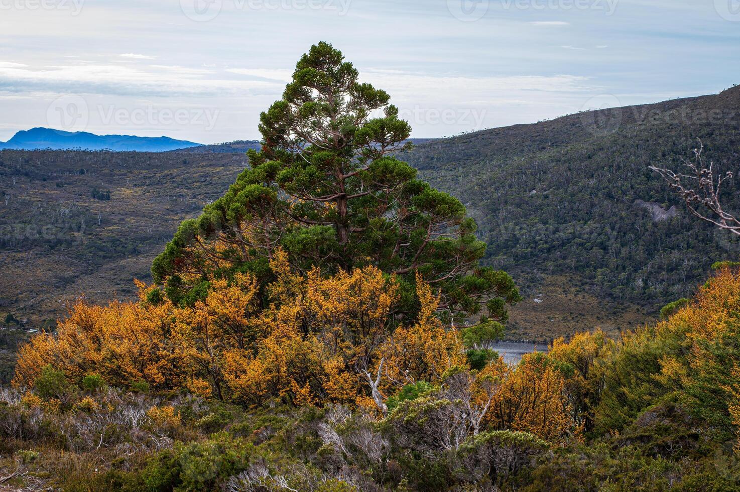 Yellow fagus with pencil pine photo