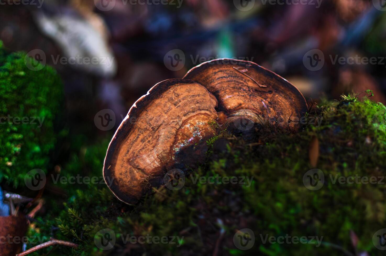 Close up of fan like mushroom photo