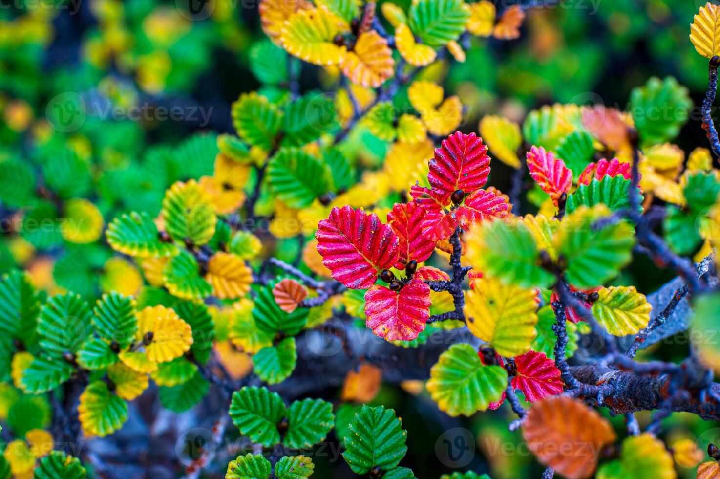 contrasts of fagus photo