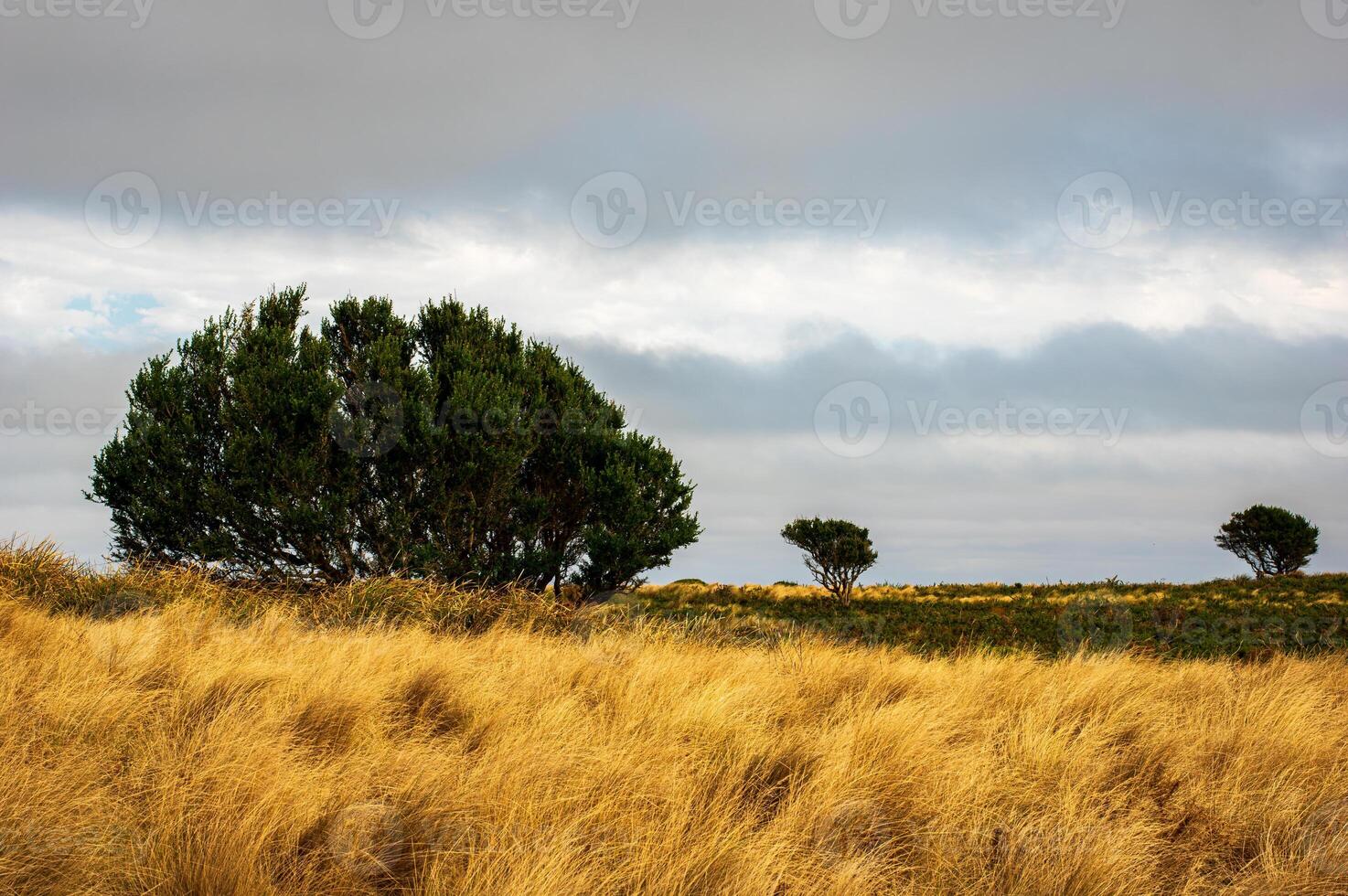 tree on the top of the nut photo