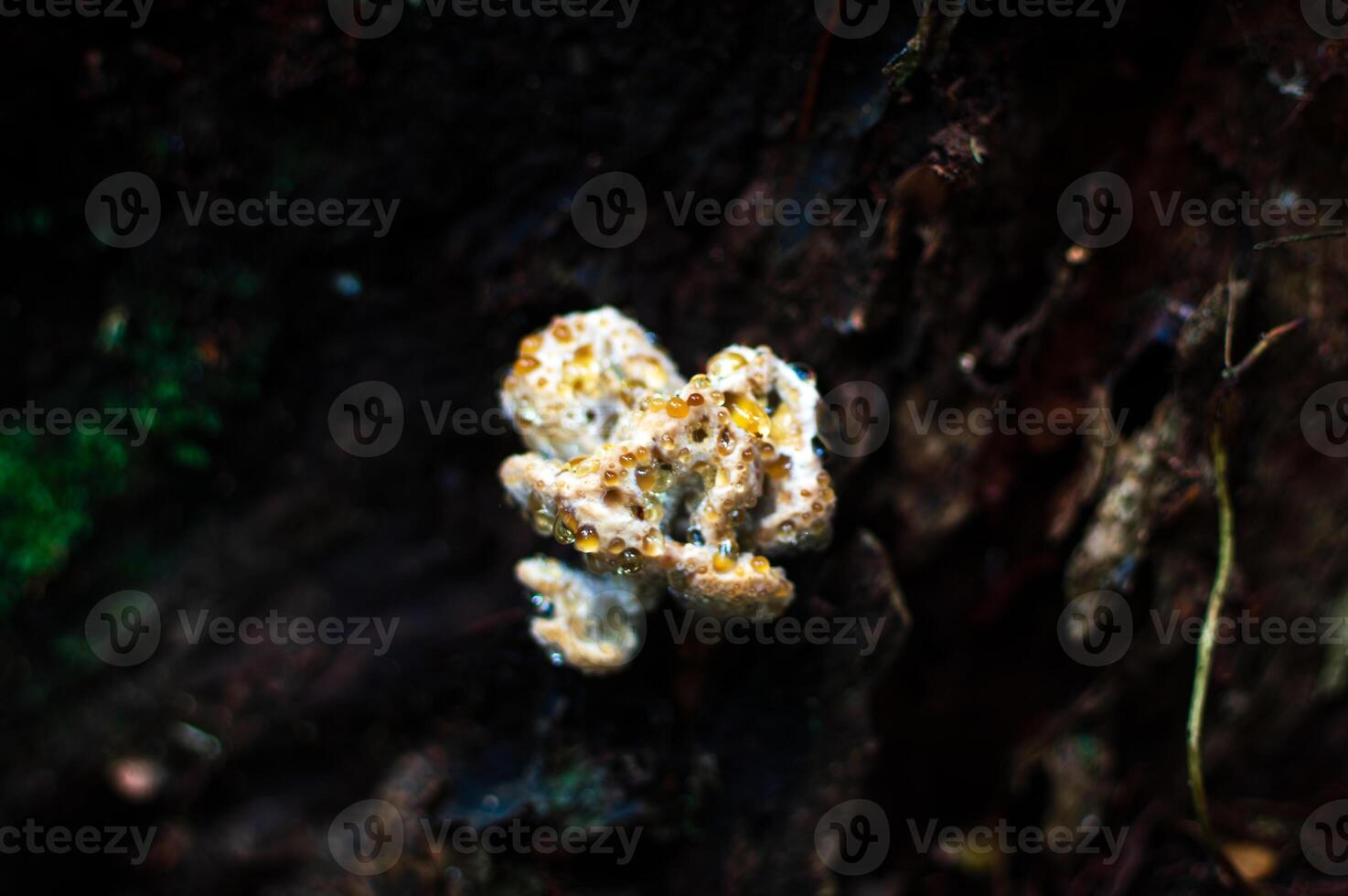 odd shaped white fungus photo