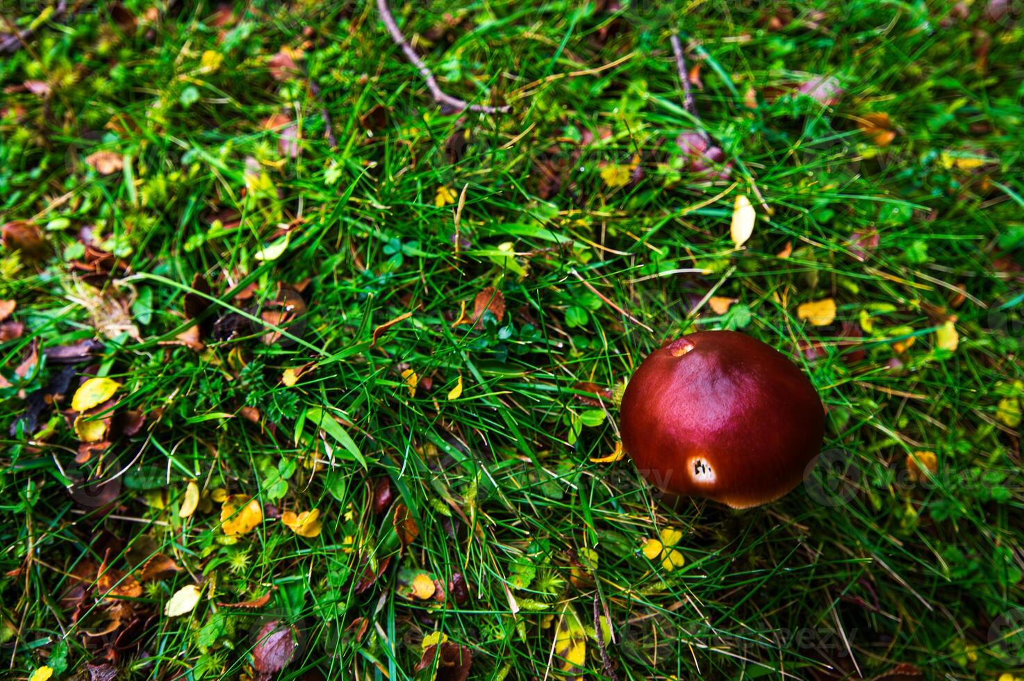 brown button looking mushroom photo