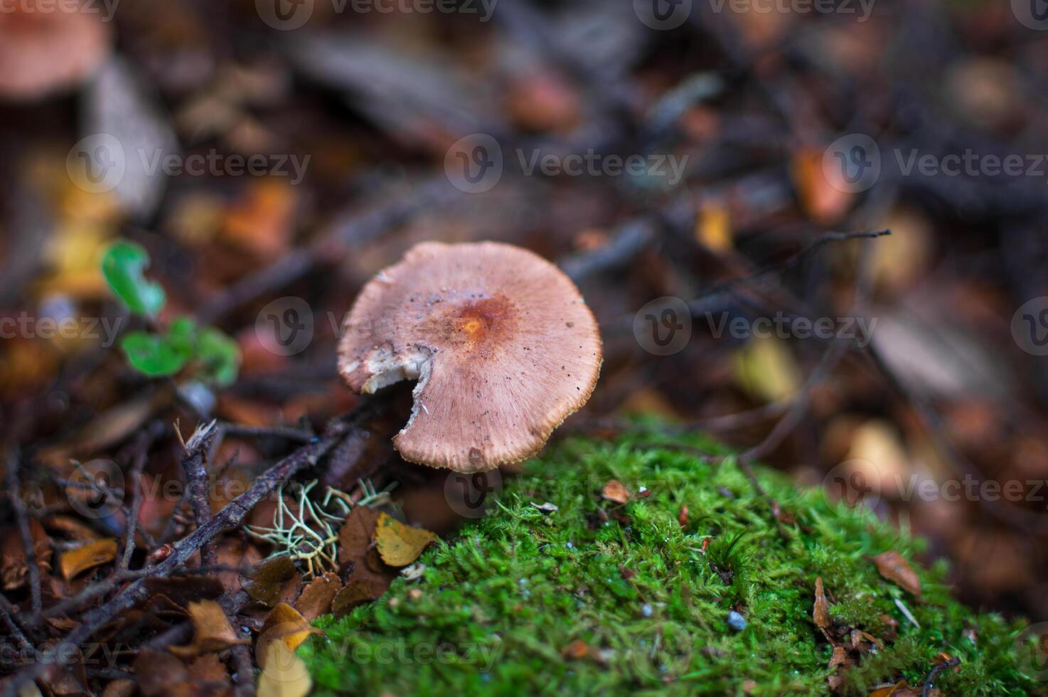 close up of pink fungus photo