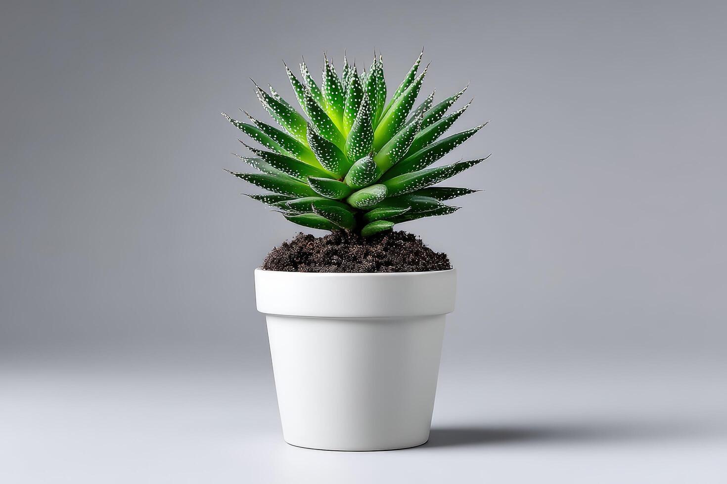 Potted succulent stands out in minimalist white container against gray background photo