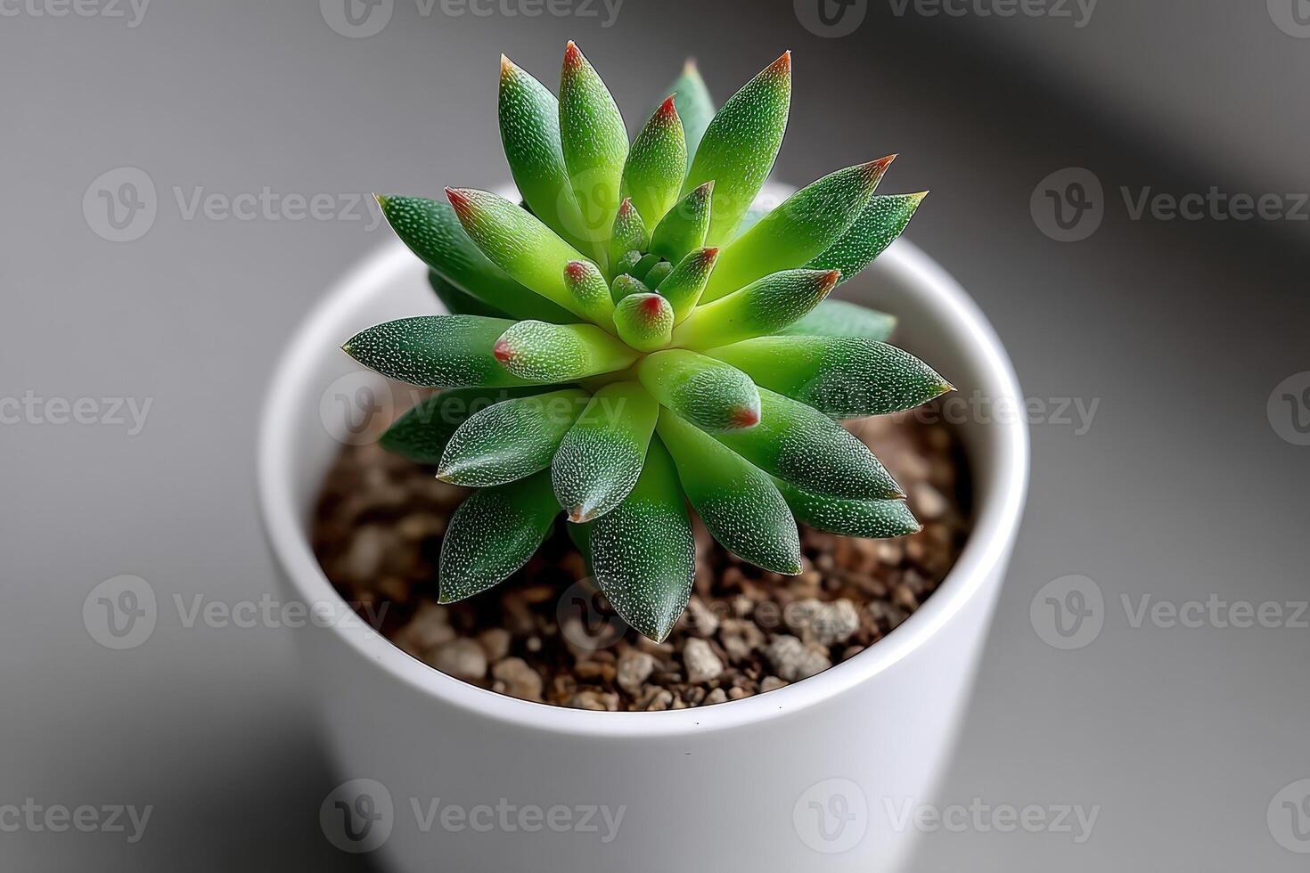 Top down view of a vibrant green succulent in a white pot on a neutral surface photo
