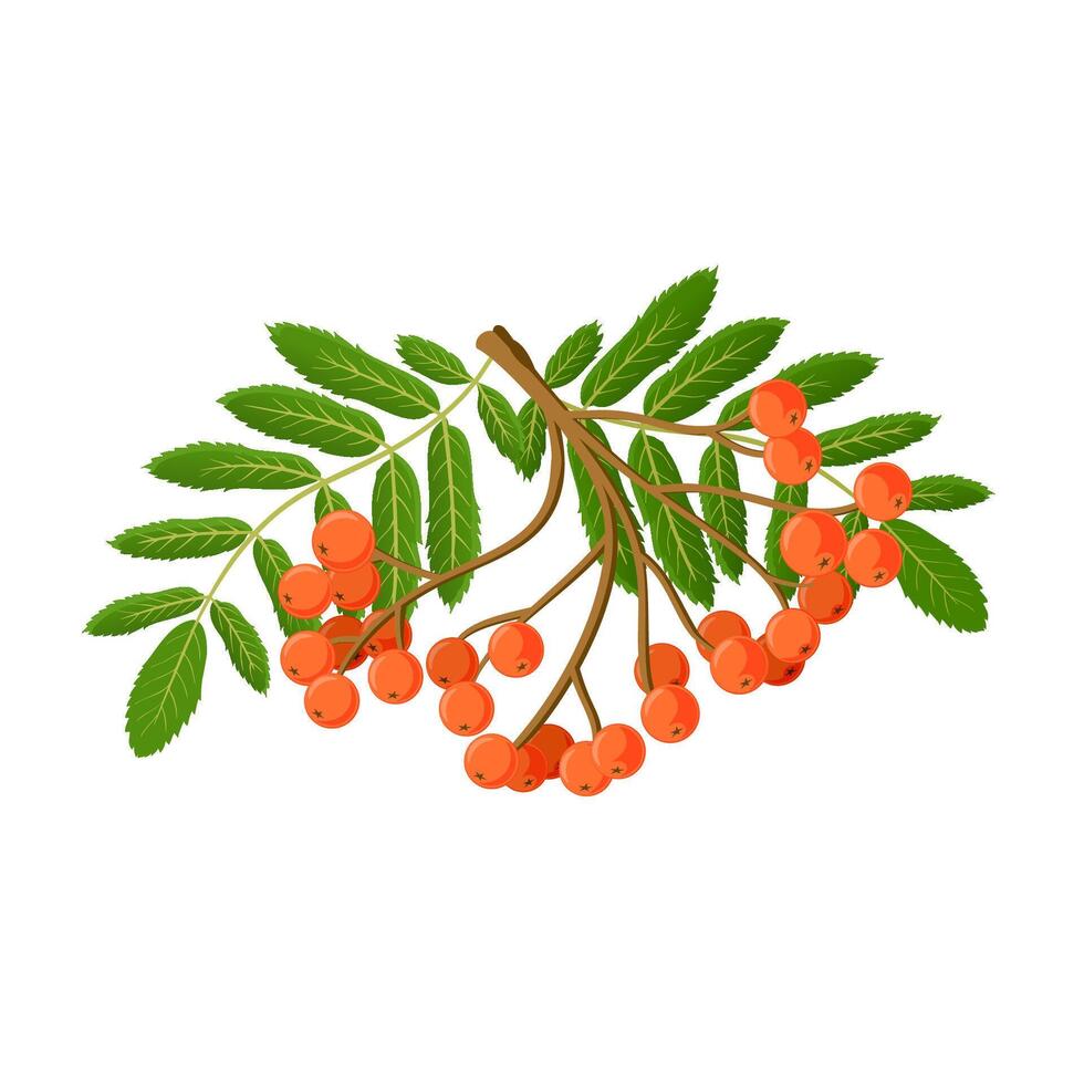 Bunch of red rowan berries isolated vector