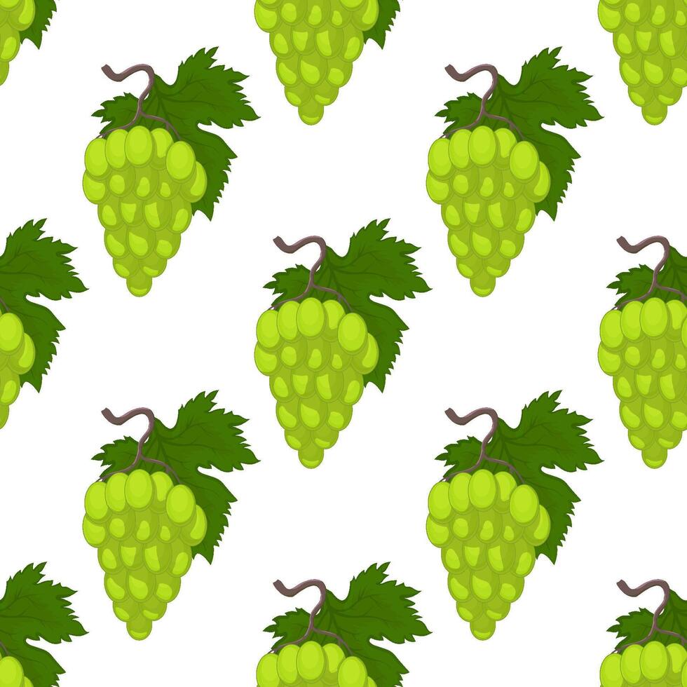 pattern with bunches of grapes on a white back vector