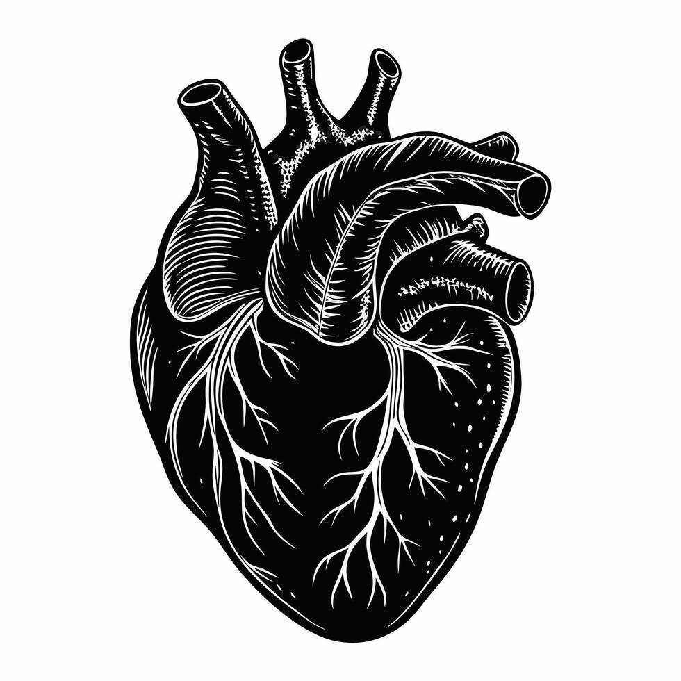 Intricate Black and White Anatomical Heart Illustration with Detailed Veins vector