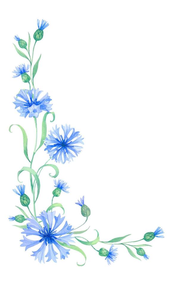 Frame with cornflower flowers vector