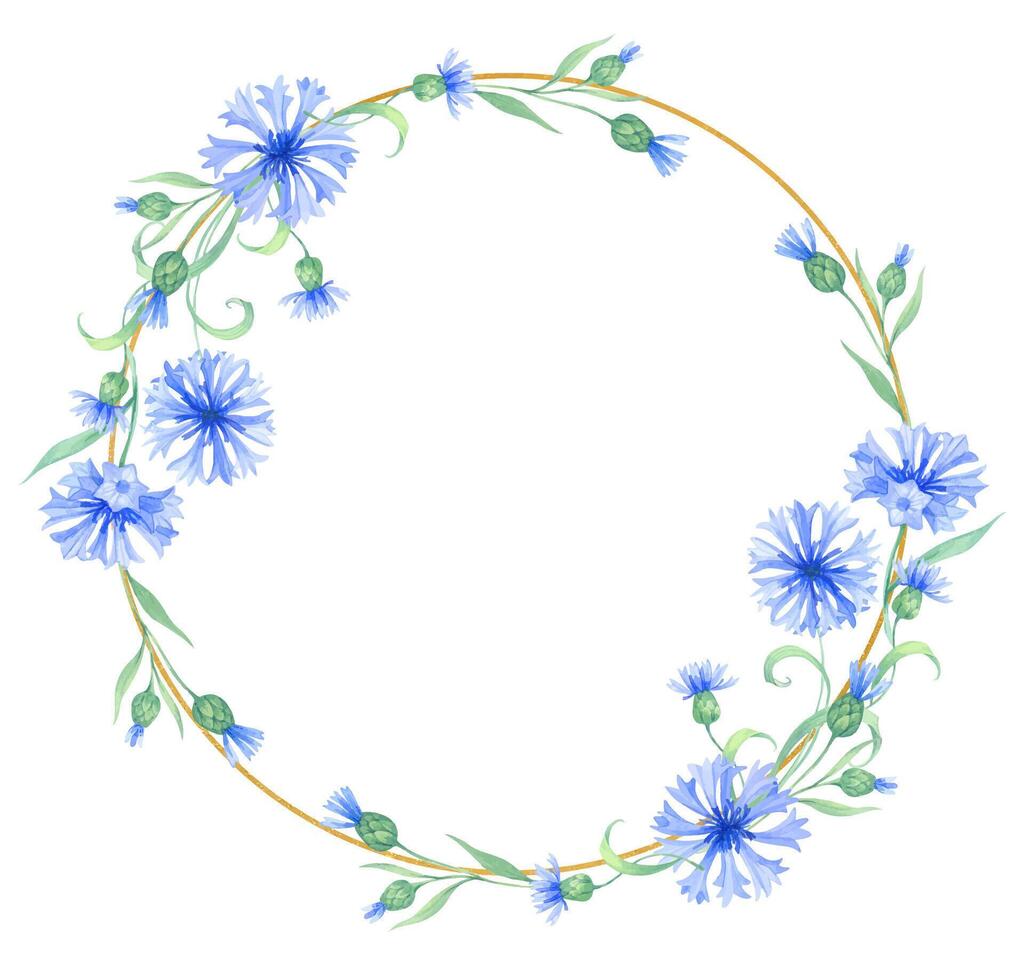 Golden wreath round frame with cornflower flowers . watercolor illustration with blue flowers vector