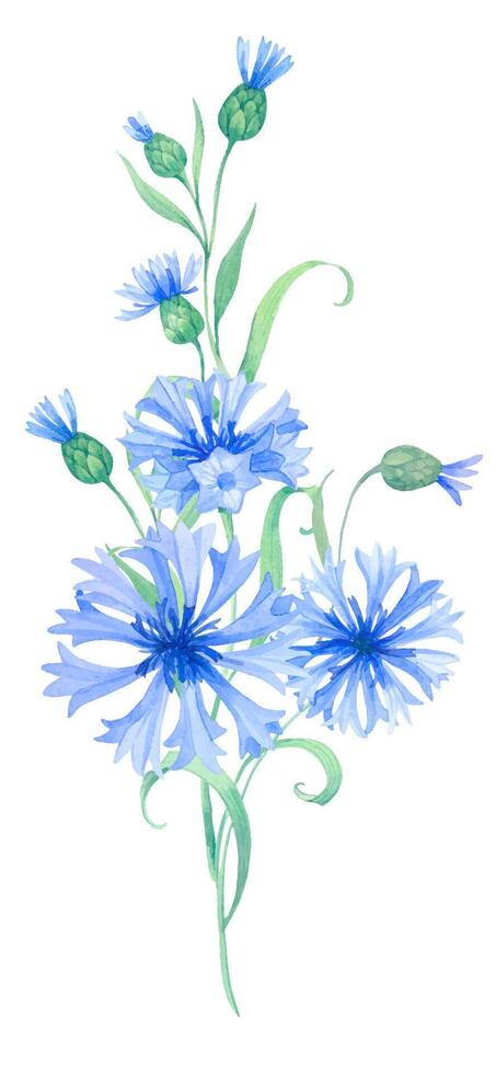 Bouquet blue flowers cornflowers, composition watercolor elements with flowers and buds vector