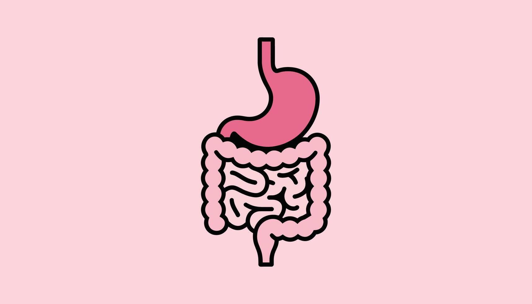 Digestive System , Stomach and Intestines Illustration in Pink vector