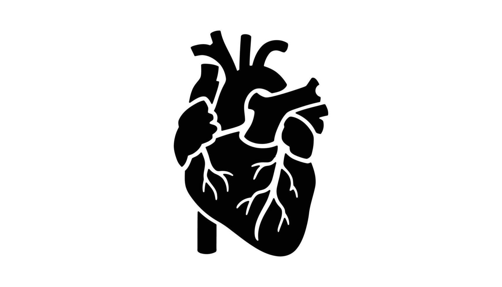 Heart Anatomy , Black and White Illustration with Veins vector