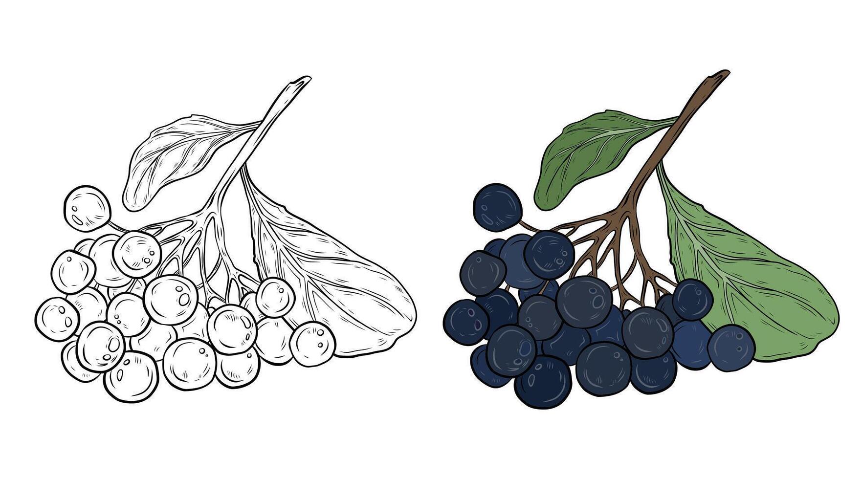 set with chokeberry. Two branches with leaves and berries of chokeberry. Color and black and white graphics, hand-drawn illustration. Plant with black berries, design and packaging vector