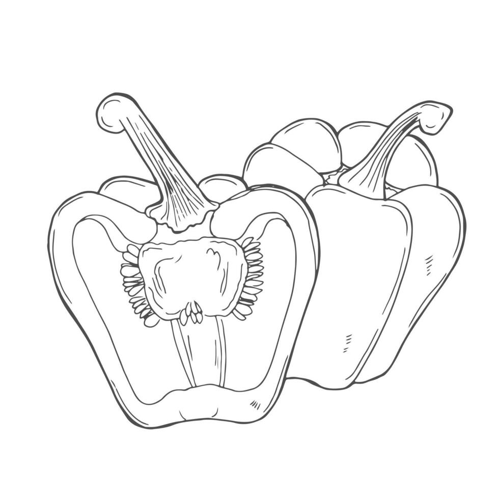 Hand drawn half pepper. Pepper cut in half isolated on white background vector