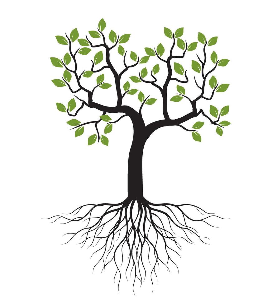 Tree with Leaves and Roots. Outline Drawing. vector