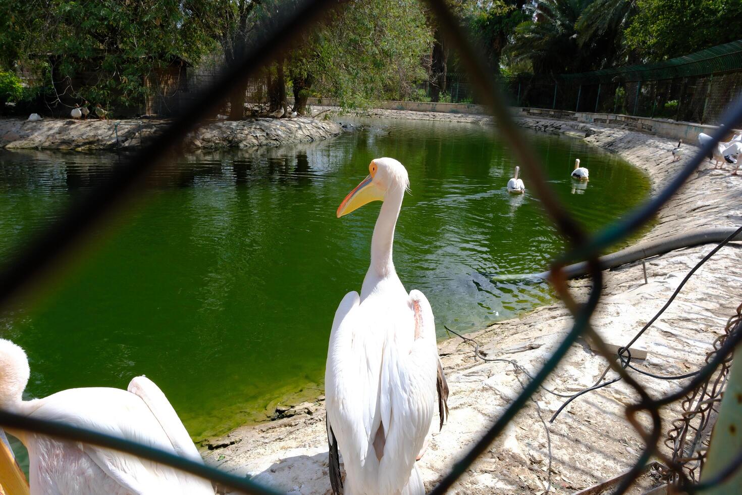 A group of birds standing in a pond photo