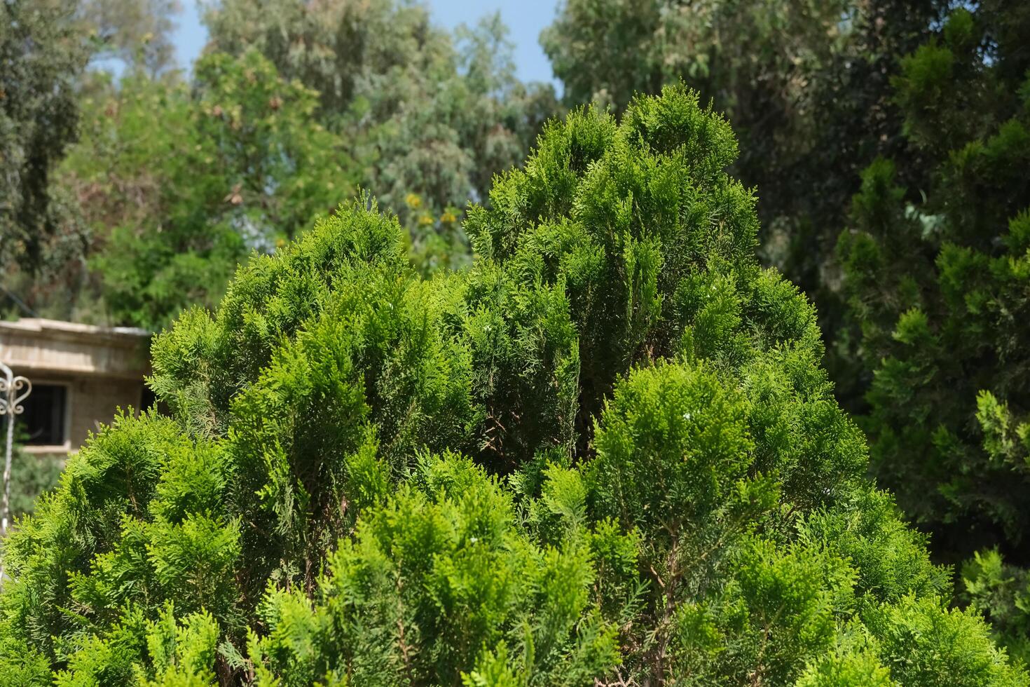 A green bush with a small tree in the middle photo
