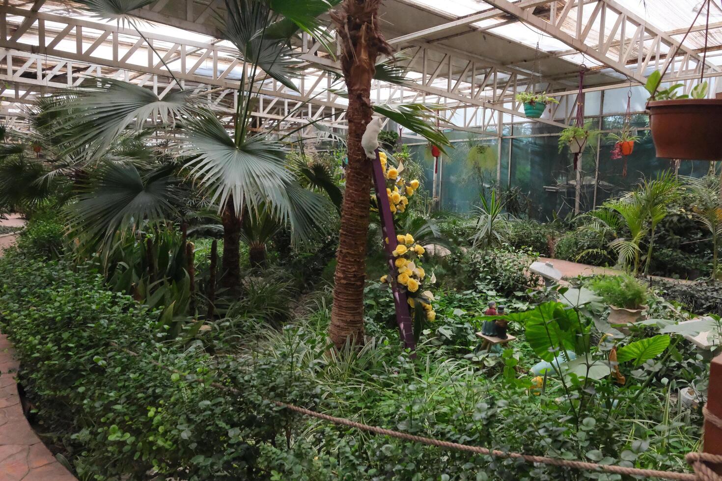 A tropical garden with lots of plants and trees photo