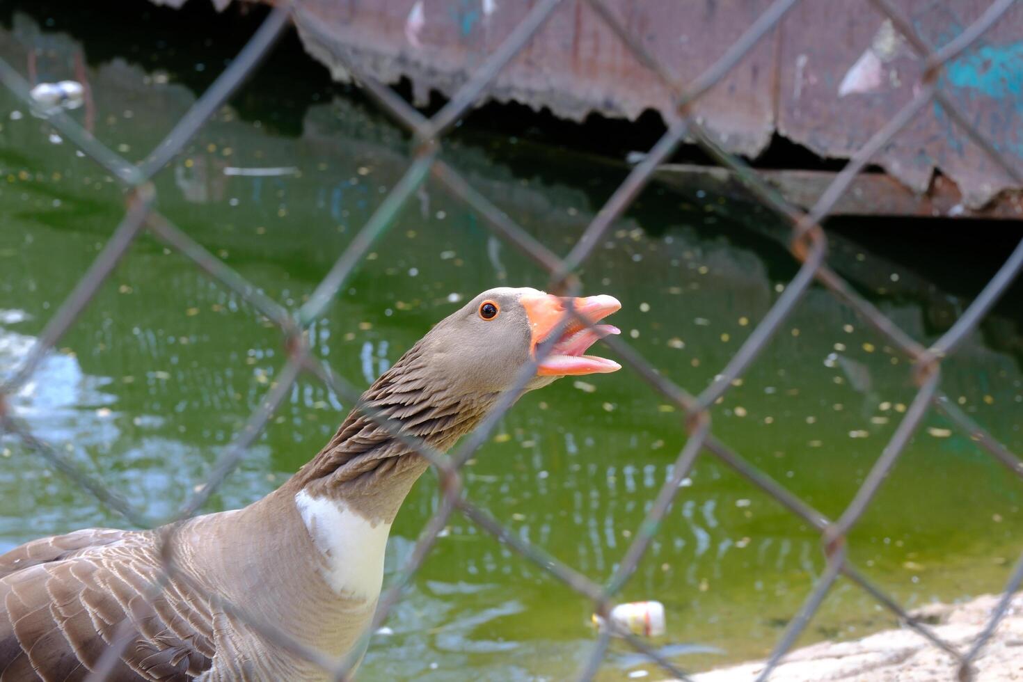 A duck is standing in the water photo