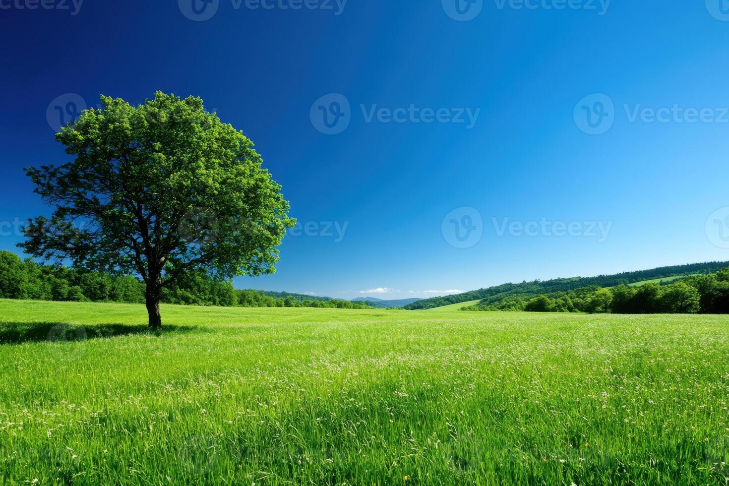 A Single Tree Stands Tall in a Lush Green Field Under a Clear Blue Sky photo