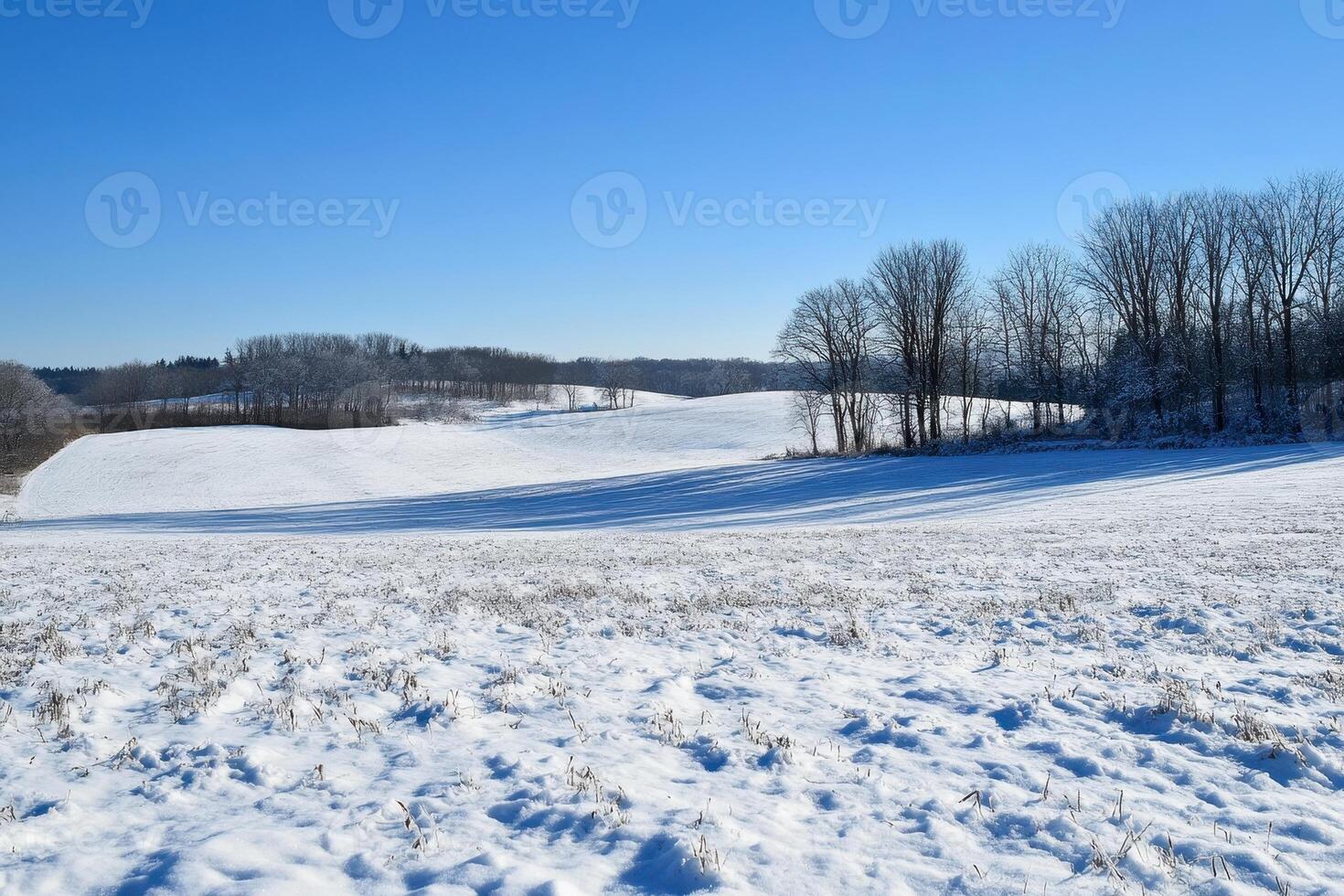 Snow-Covered Field with Bare Trees and Blue Sky photo
